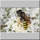 Ectemnius lituratus - Grabwespe w14a 12mm - OS-Hellern Waldwiese det.jpg